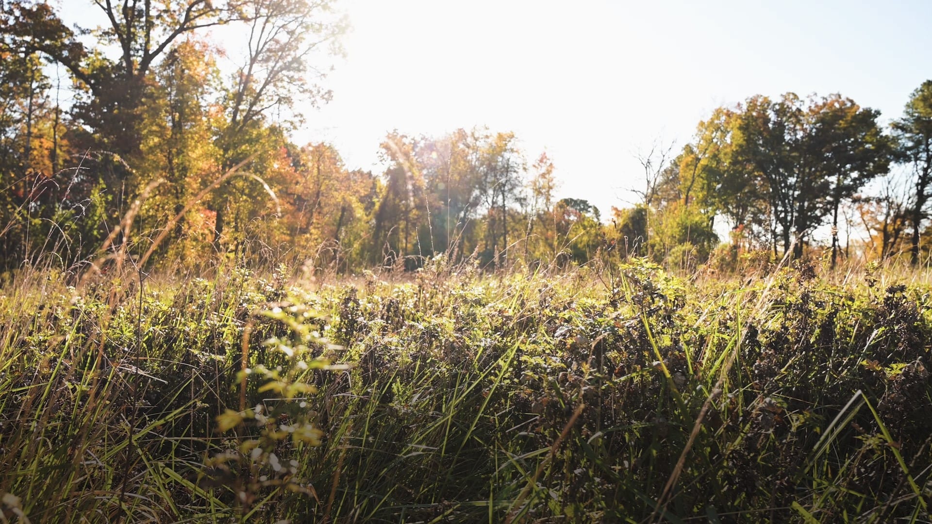 Foster Branch Park – Harford Land Trust